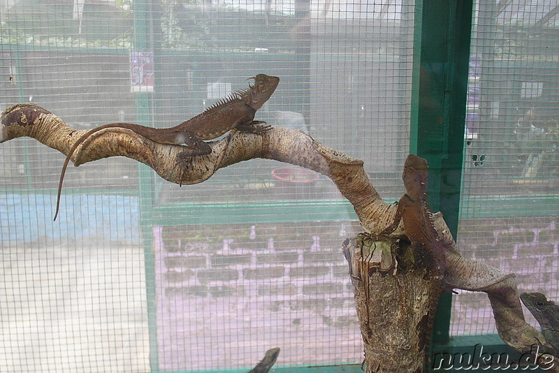 Insekten- und Schmetterlingspark in den Cameron Highlands, Malaysia