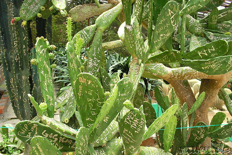 Insekten- und Schmetterlingspark in den Cameron Highlands, Malaysia