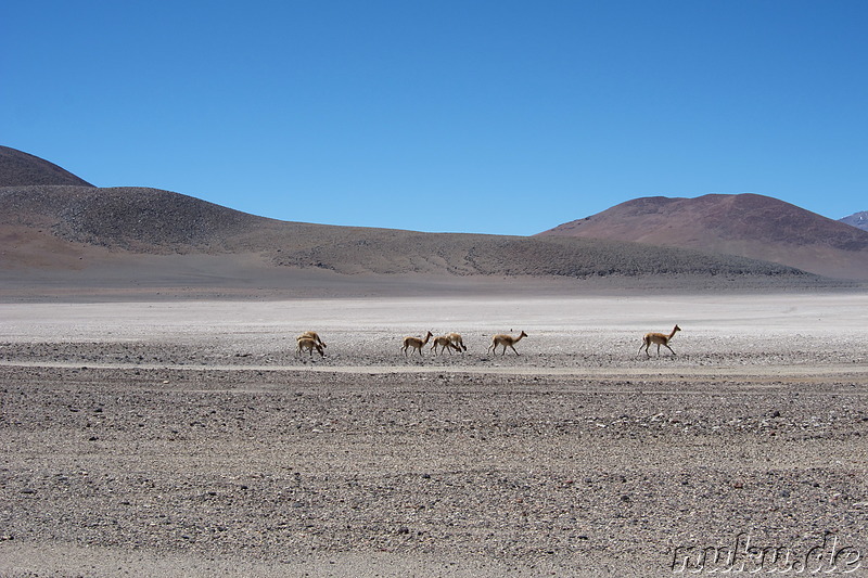 Jeeptour durch die Wüste in Uyuni, Bolivien