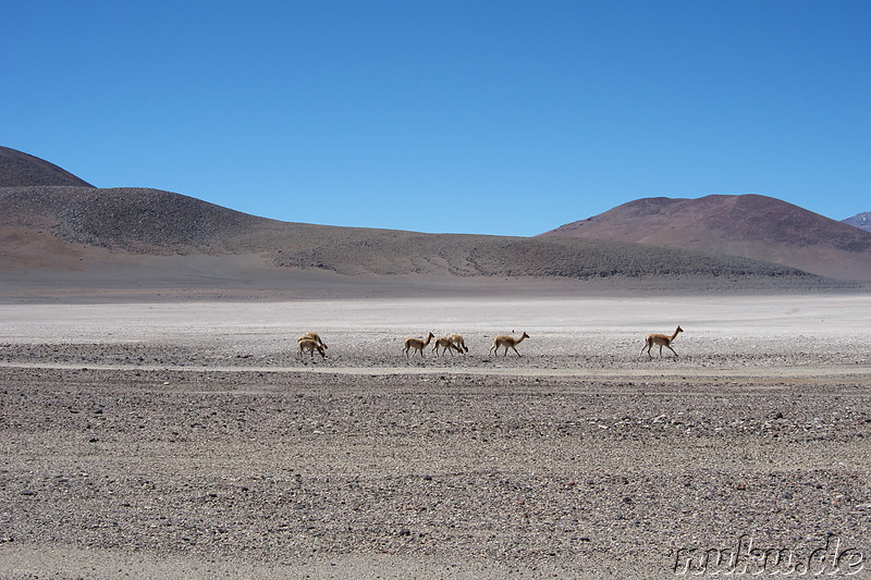 Jeeptour durch die Wüste in Uyuni, Bolivien