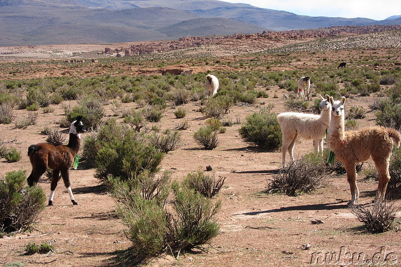 Jeeptour durch die Wüste in Uyuni, Bolivien