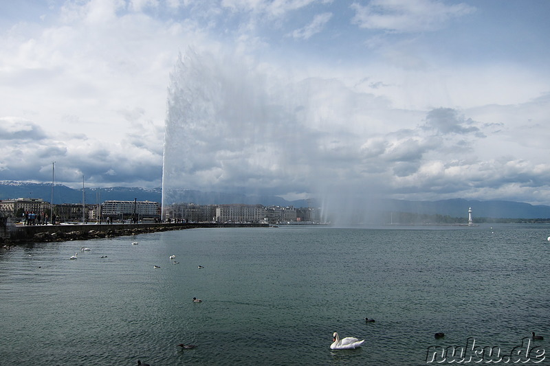 Jet d’eau - Springbrunnen im Hafen von Genf, Schweiz