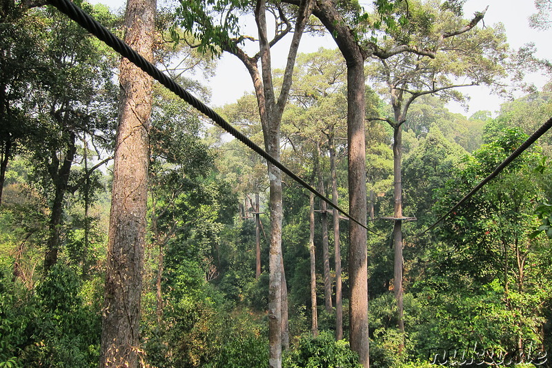 Jungle Flight (Flight of the Gibbon) in Chiang Mai, Thailand