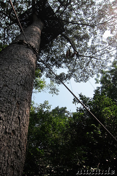 Jungle Flight (Flight of the Gibbon) in Chiang Mai, Thailand