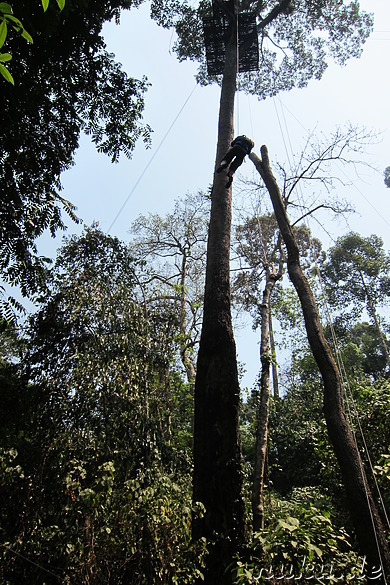 Jungle Flight (Flight of the Gibbon) in Chiang Mai, Thailand