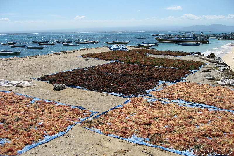 Jungutbatu und Pantai Selegimpak Strände auf Nusa Lembongan, Indonesien