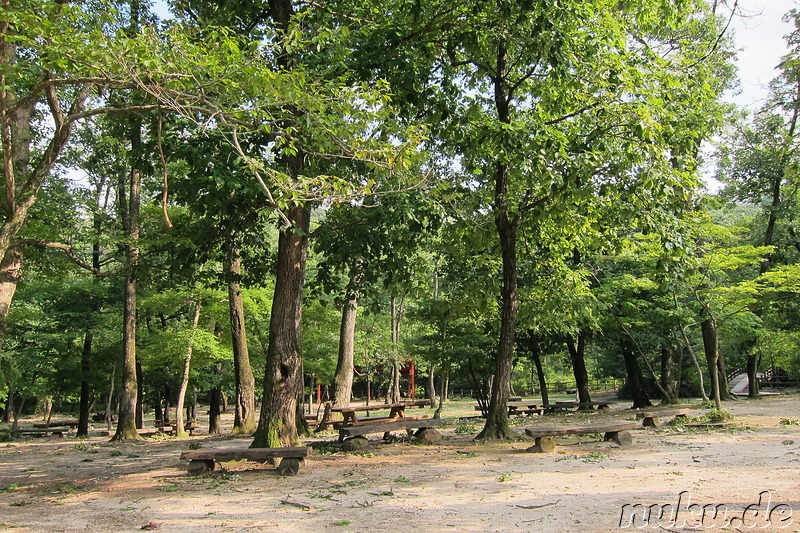 Korea National Arboretum - Gwangneung Forest, Namyangju, Gyeonggi-do, Korea