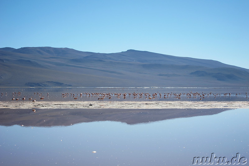 Laguna Colorada, Bolivien