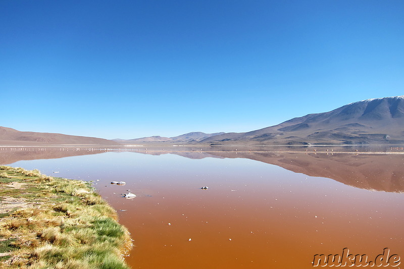 Laguna Colorada, Bolivien