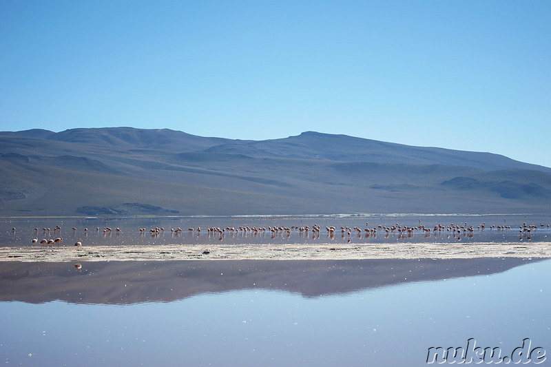 Laguna Colorada, Bolivien