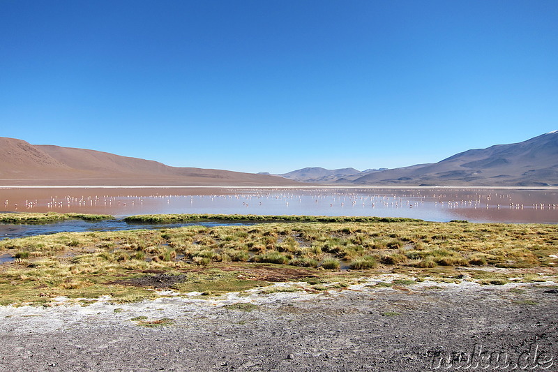 Laguna Colorada, Bolivien