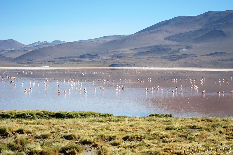 Laguna Colorada, Bolivien