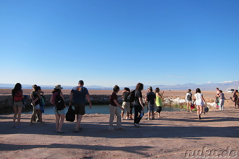 Laguna Ojos del Salar in der Atacamawüste, Chile