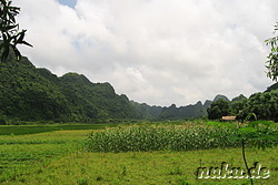 Landschaft im Cat Va Nationalpark, Vietnam