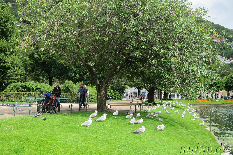 Lille Lungegardsvann - Parkanlage in Bergen, Norwegen