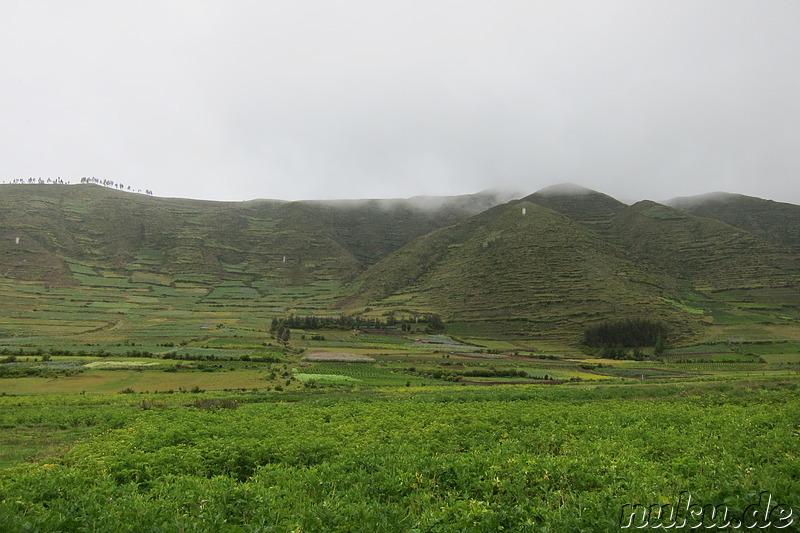 Llamas und Alpacas in Ccorao, Peru