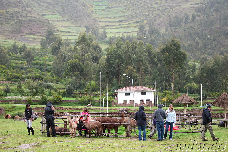 Llamas und Alpacas in Ccorao, Peru