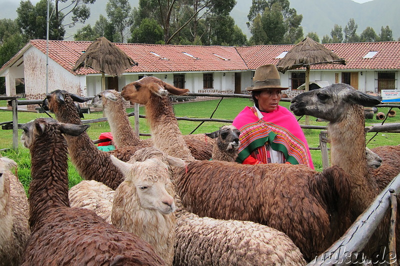 Llamas und Alpacas in Ccorao, Peru