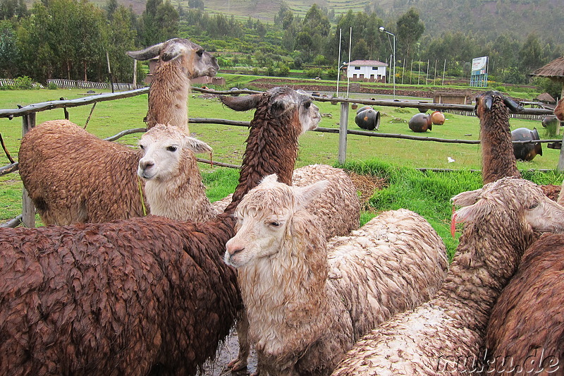 Llamas und Alpacas in Ccorao, Peru