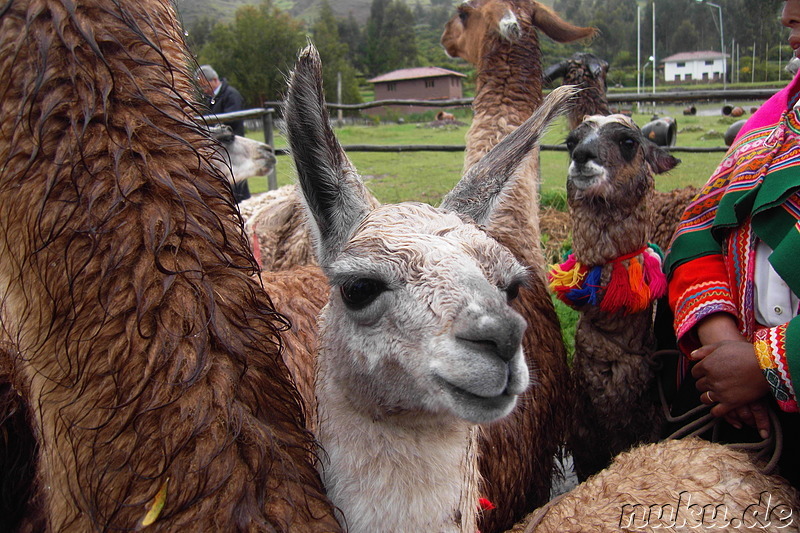 Llamas und Alpacas in Ccorao, Peru