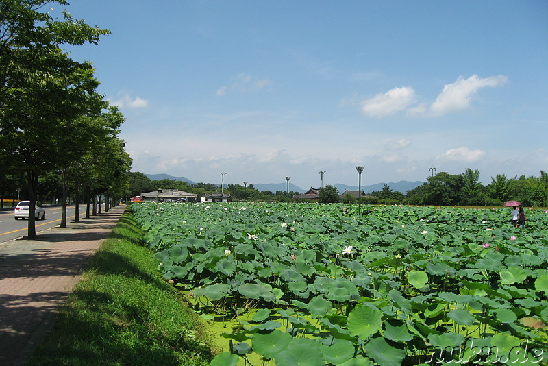 Lotusblumen-Garten in Gyeongju, Korea