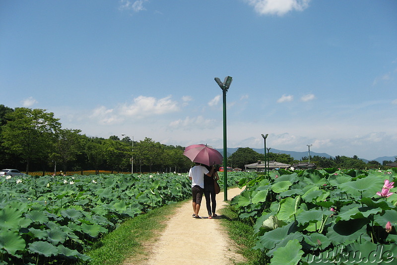 Lotusblumen-Garten in Gyeongju, Korea