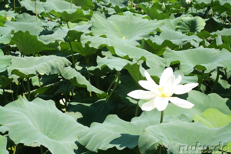 Lotusblumen-Garten in Gyeongju, Korea