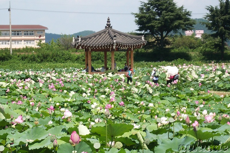 Lotusblumen-Garten in Gyeongju, Korea