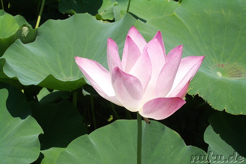 Lotusblumen-Garten in Gyeongju, Korea