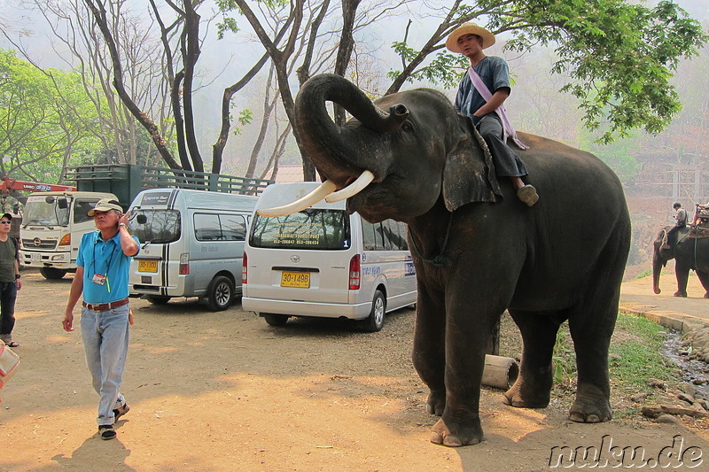 Maetang Elephant Park, Chiang Mai, Thailand