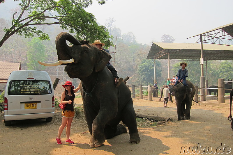 Maetang Elephant Park, Chiang Mai, Thailand