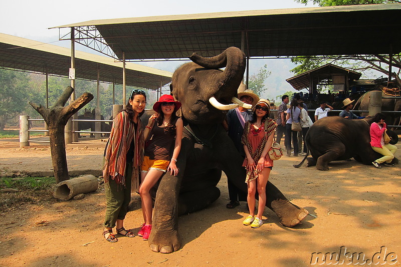 Maetang Elephant Park, Chiang Mai, Thailand