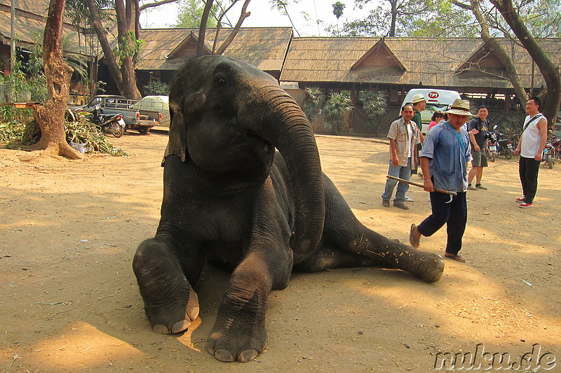 Maetang Elephant Park, Chiang Mai, Thailand