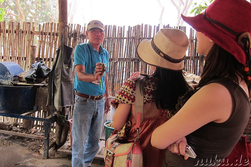 Maetang Elephant Park, Chiang Mai, Thailand