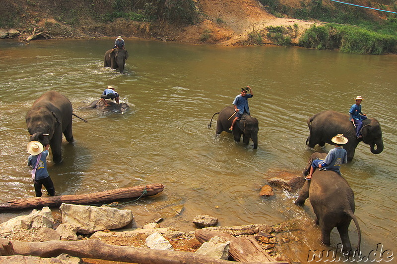 Maetang Elephant Park, Chiang Mai, Thailand