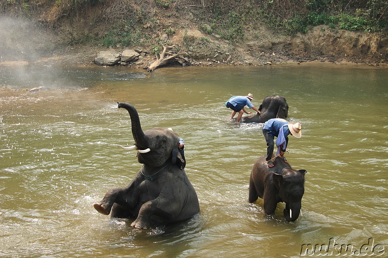 Maetang Elephant Park, Chiang Mai, Thailand