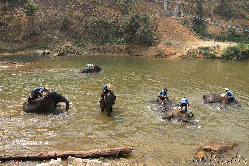 Maetang Elephant Park, Chiang Mai, Thailand