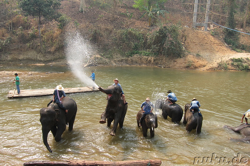 Maetang Elephant Park, Chiang Mai, Thailand