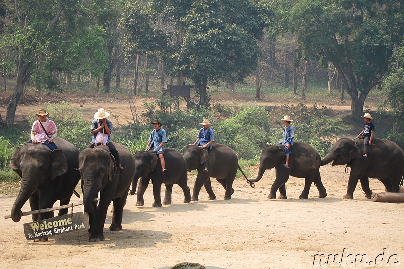 Maetang Elephant Park, Chiang Mai, Thailand