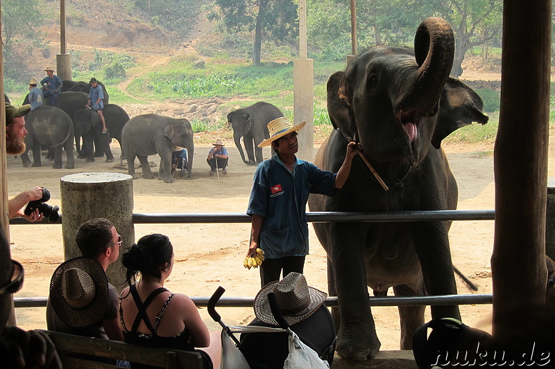 Maetang Elephant Park, Chiang Mai, Thailand