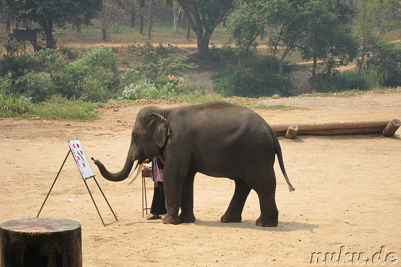 Maetang Elephant Park, Chiang Mai, Thailand