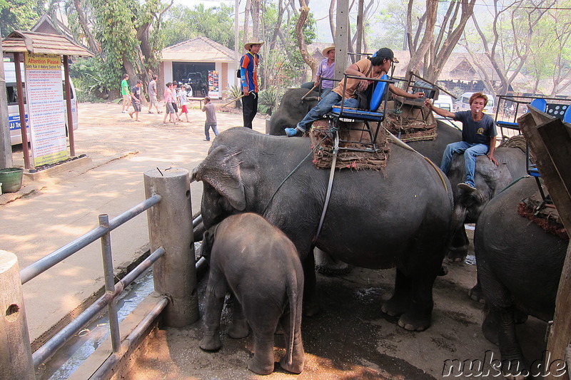 Maetang Elephant Park, Chiang Mai, Thailand