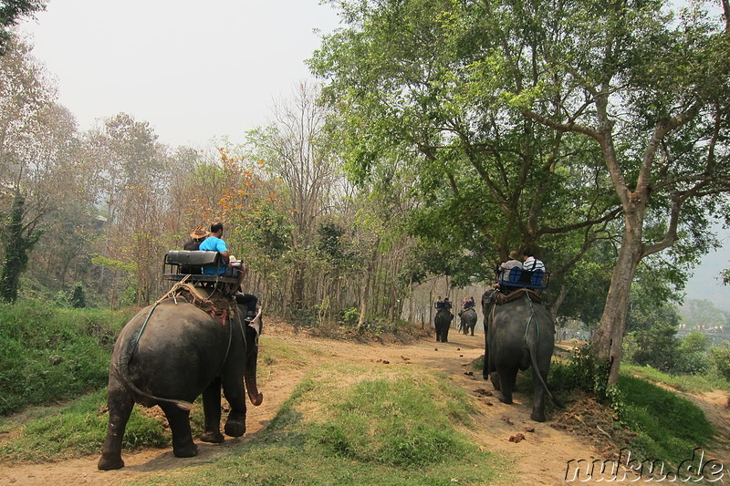 Maetang Elephant Park, Chiang Mai, Thailand