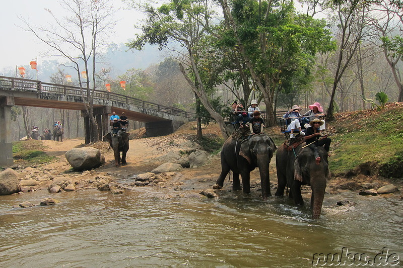 Maetang Elephant Park, Chiang Mai, Thailand