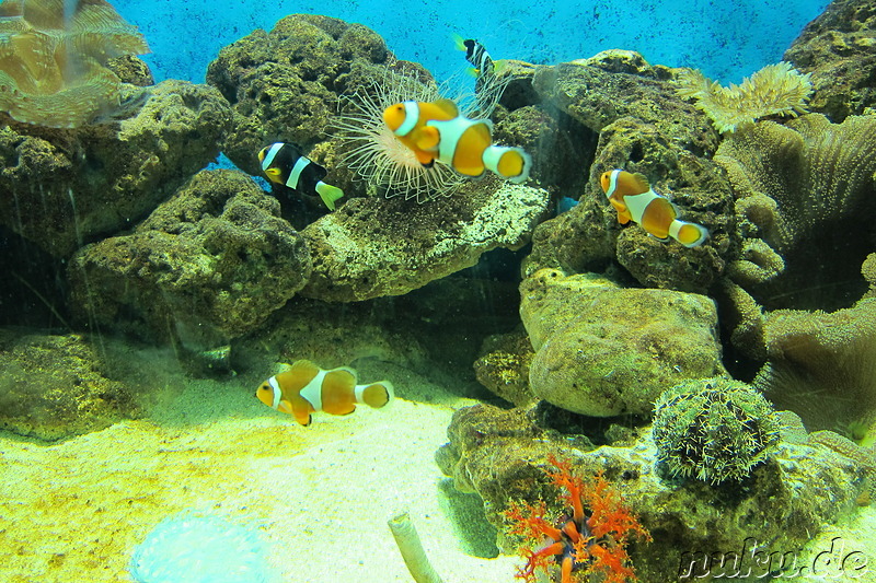 Manila Ocean Park in Manila, Philippinen