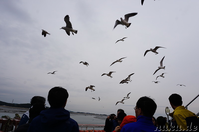 Möwen auf der Fährfahrt nach Muuido Island, Korea