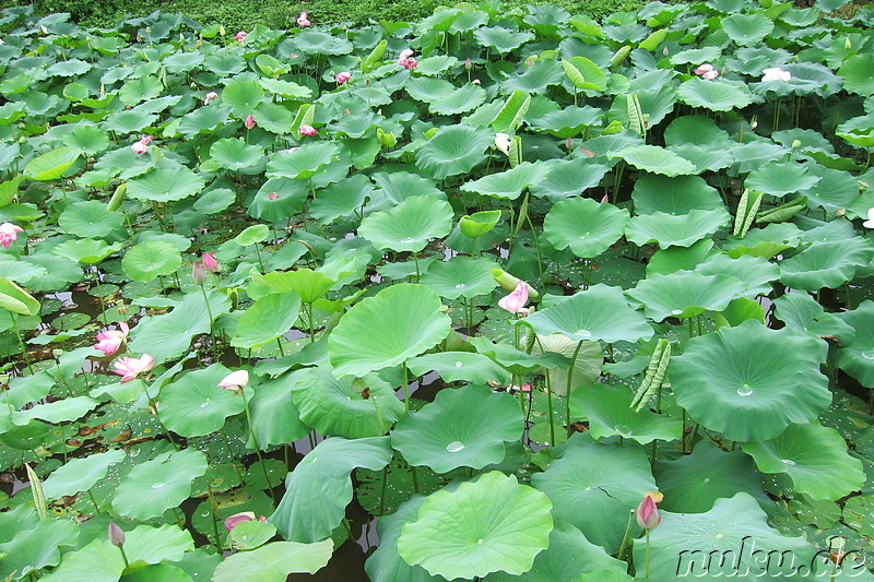 Naganeupseong Befestigungsanlage (낙안읍성) in Suncheon, Jeollanam-Do, Korea