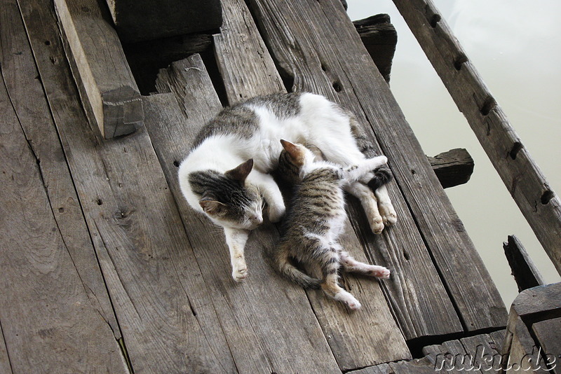 Nga Hpe Kyaung - Jumping Cat Monastery