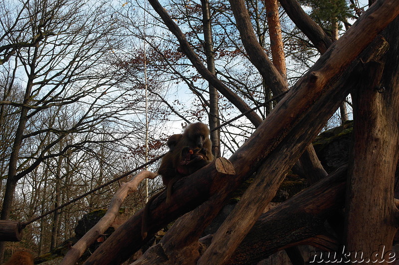 Nürnberger Tiergarten in Nürnberg, Franken