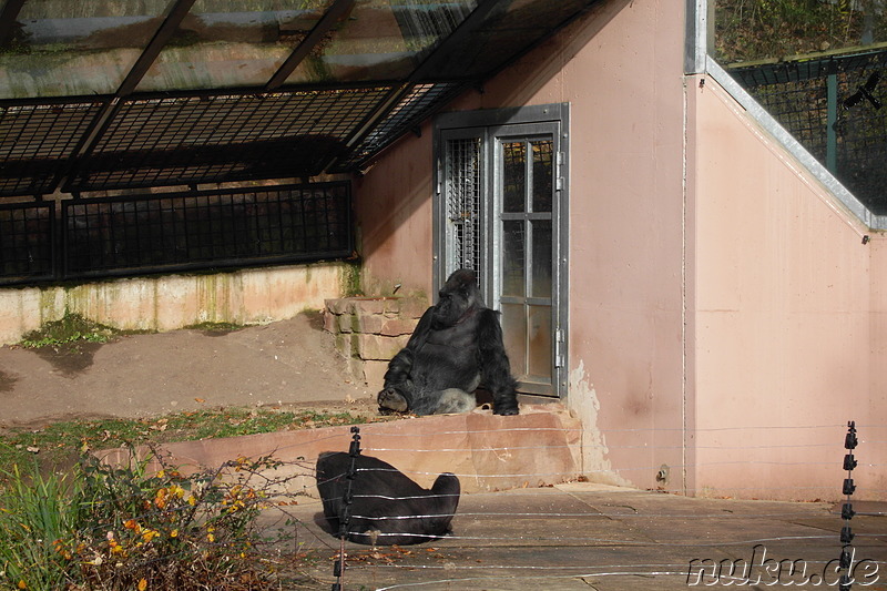 Nürnberger Tiergarten in Nürnberg, Franken